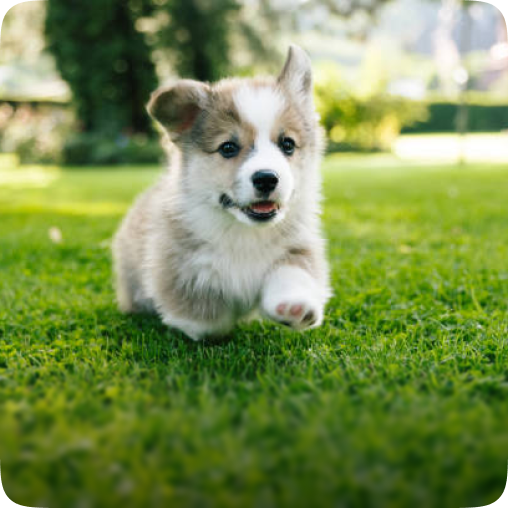 Coco smiles and runs toward her owner—write a love song from the puppy’s first-person perspective confessing her love.
